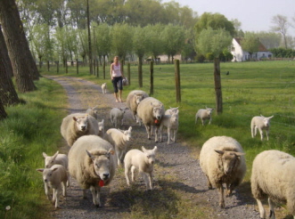 schapen